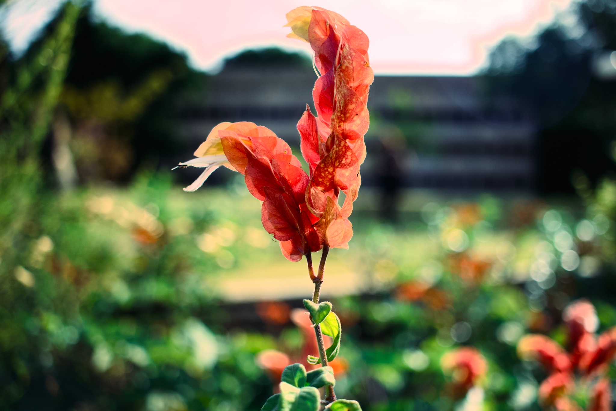 A vibrant red and orange flower with elongated petals stands out against a blurred garden background