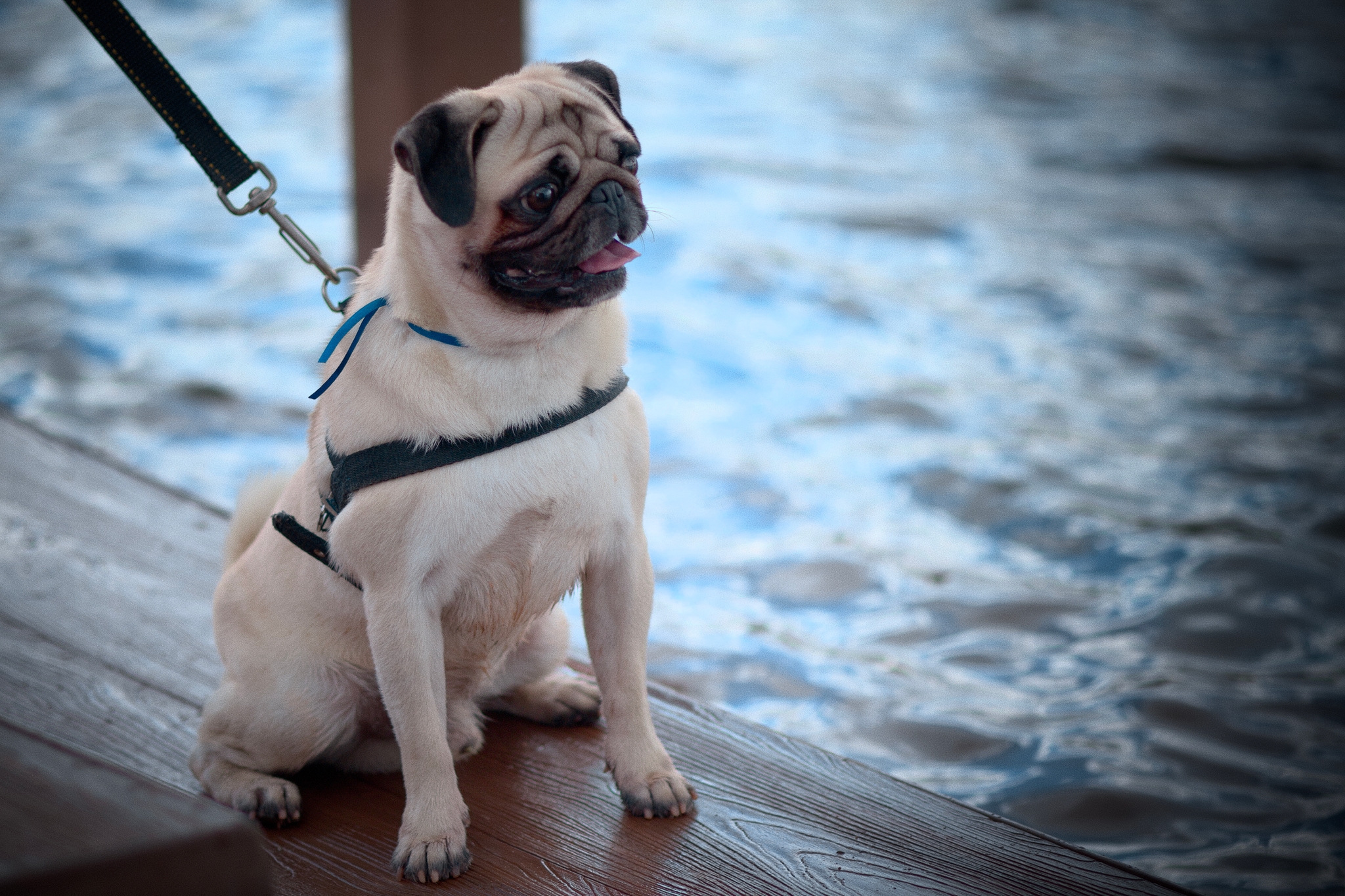 A pug on a leash sitting on a wooden surface near water, looking to the side