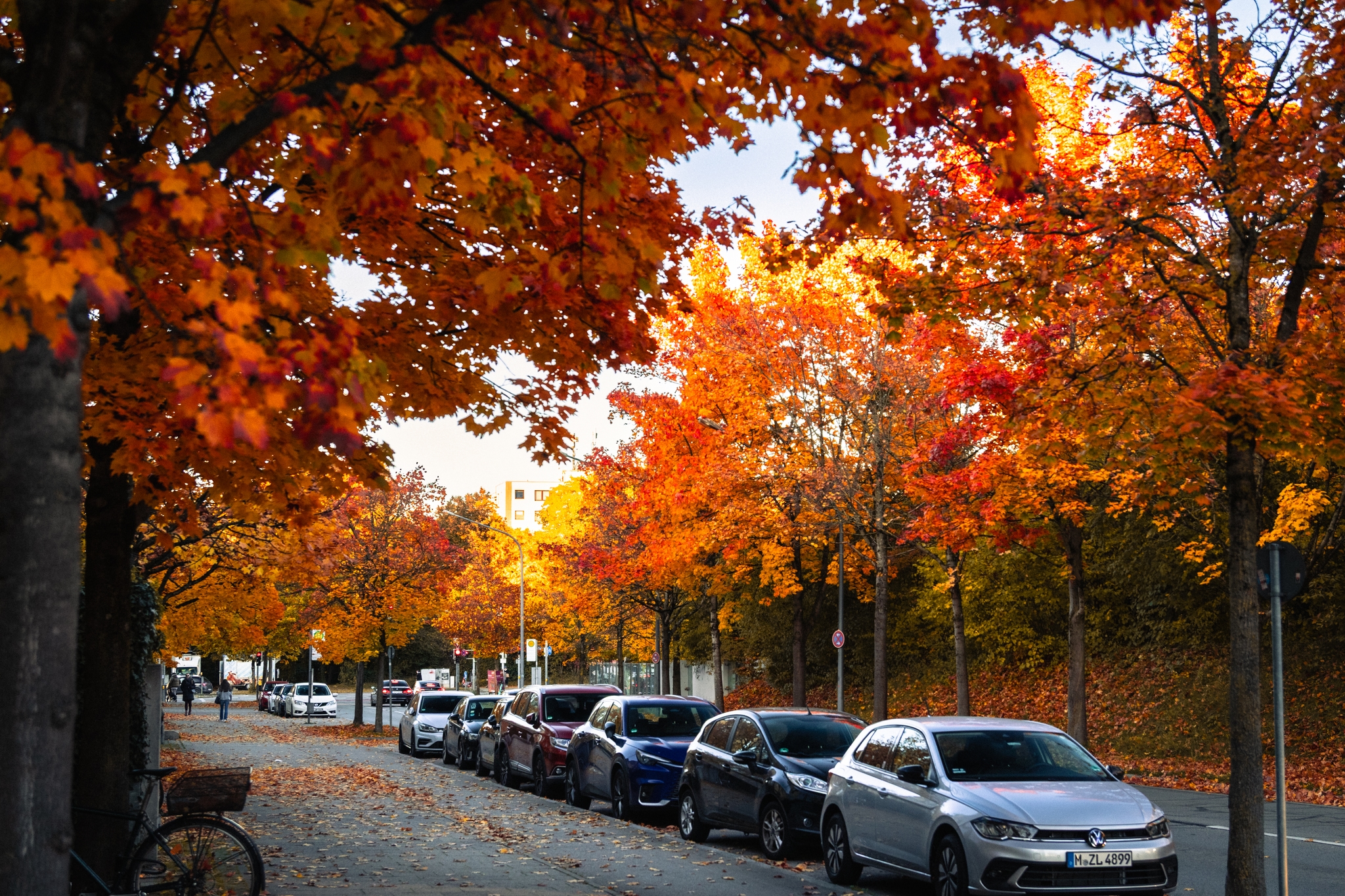 Line of parked cars under vibrant autumn trees