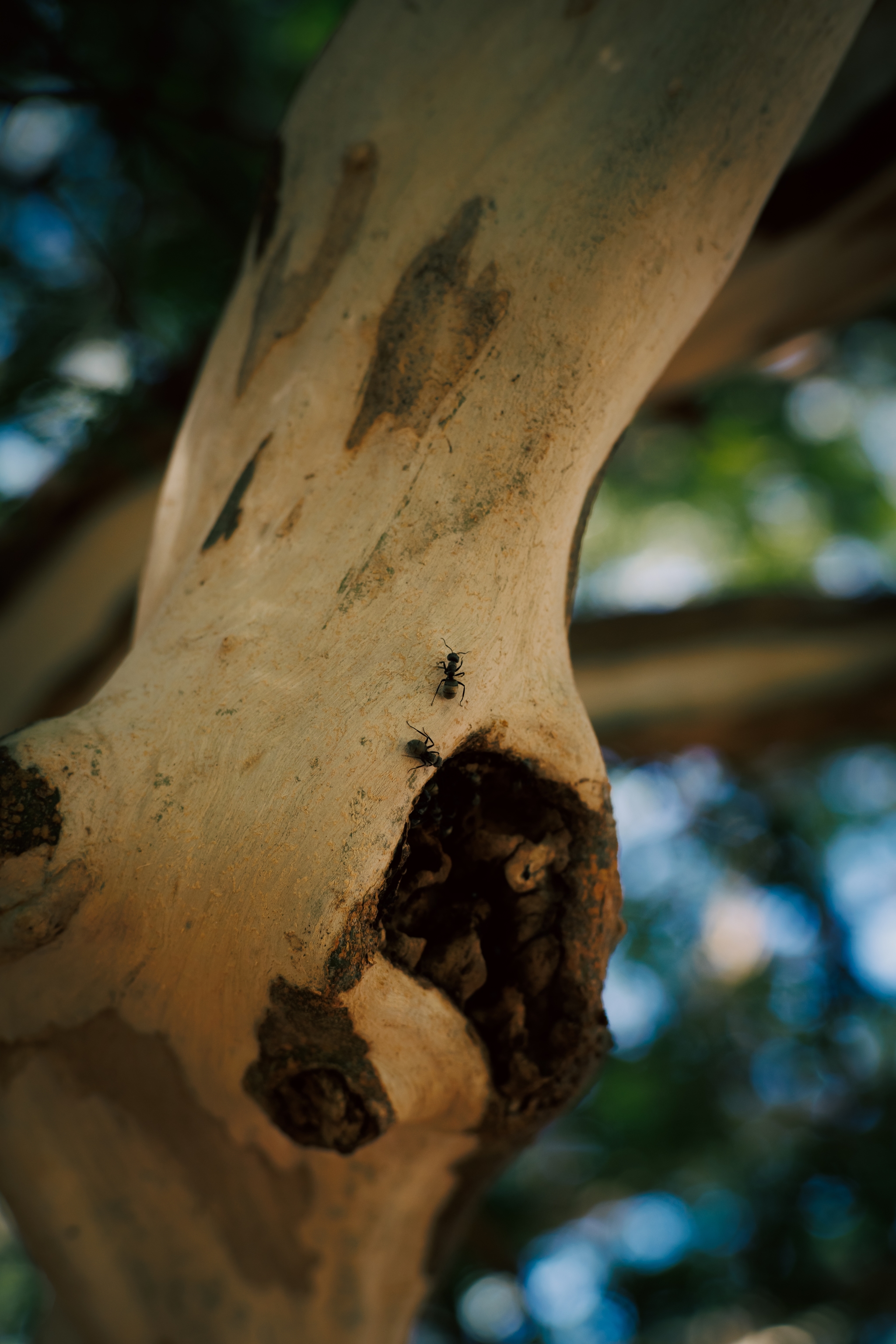 A close-up of a tree trunk with a small hole and an insect crawling on the surface, set against a blurred background of green foliage