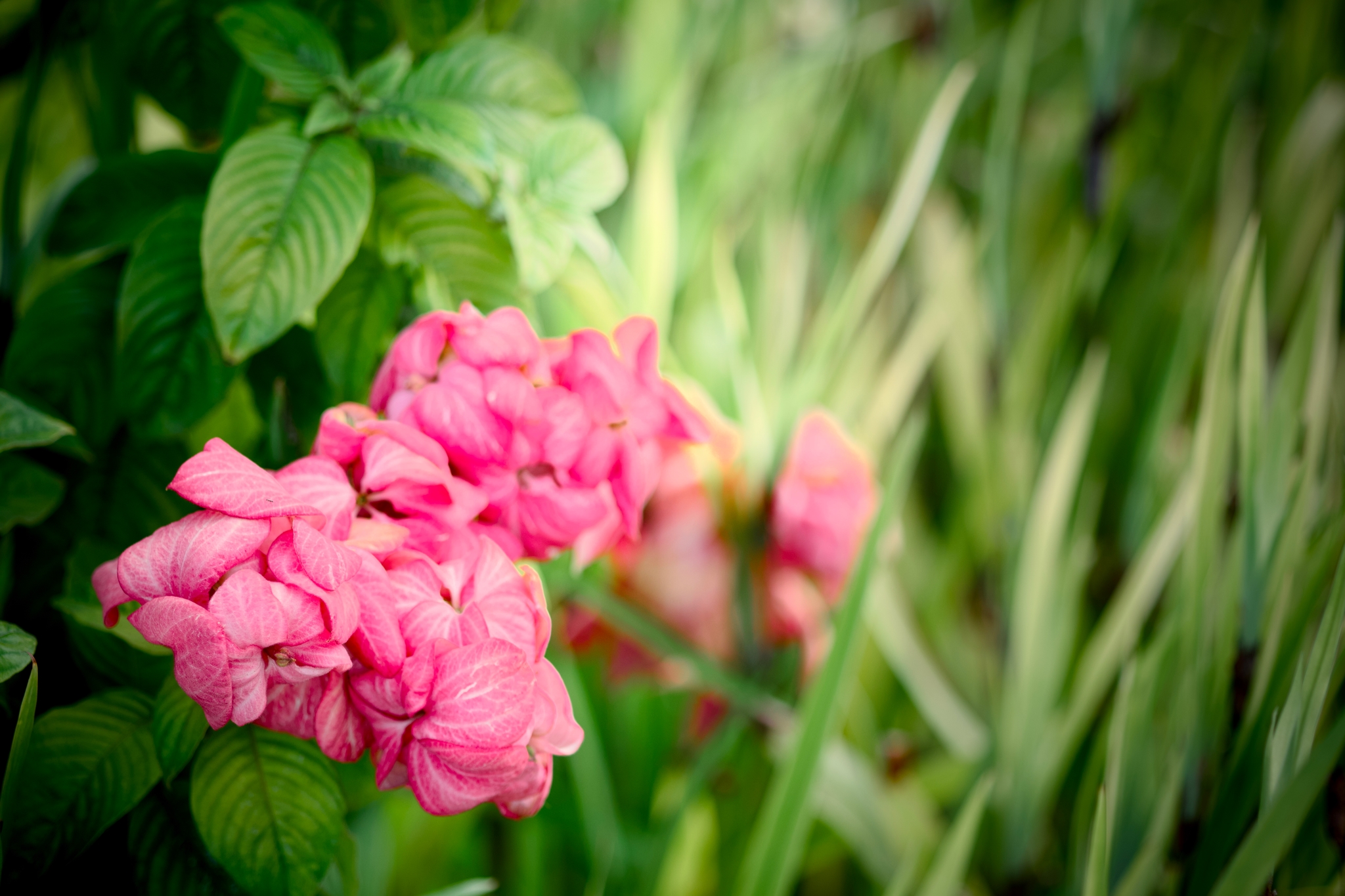 Pink flowers with lush green leaves and grass in the background