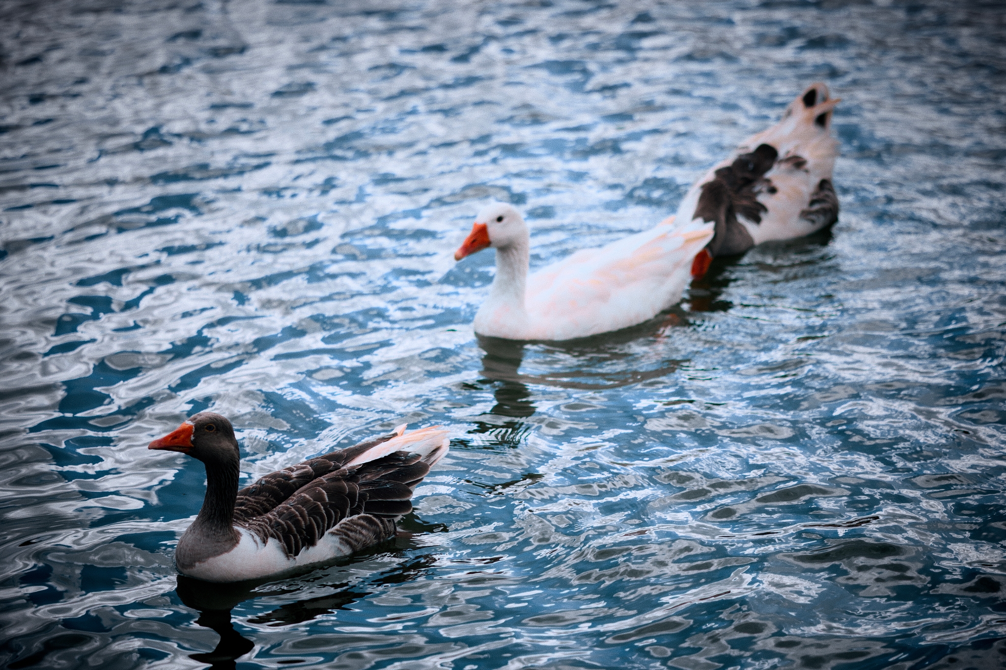 Three geese swimming in clear blue water, with two having dark feathers and one predominantly white
