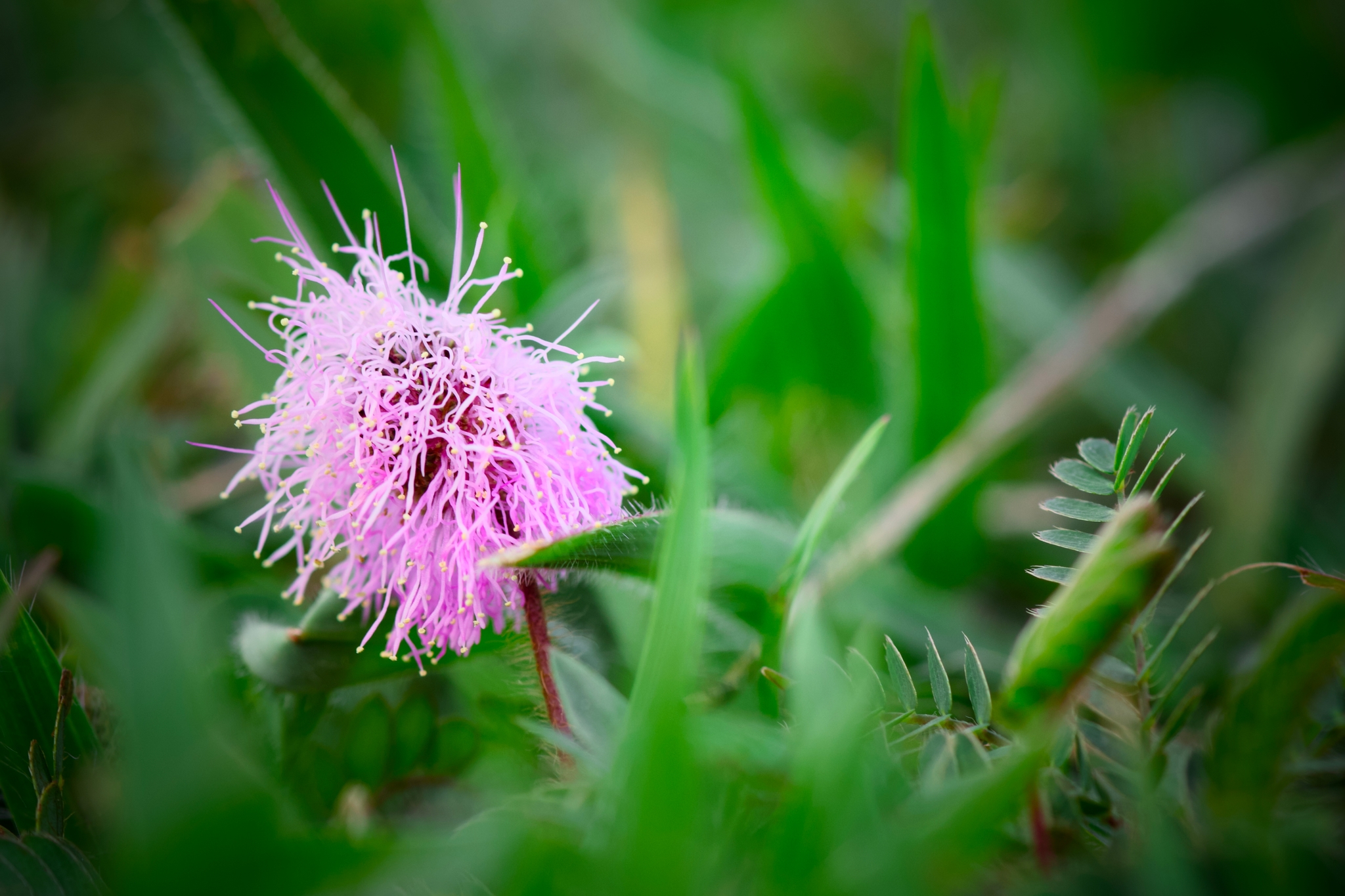 A close-up of a pink mimosa flower with delicate, feathery petals surrounded by green foliage