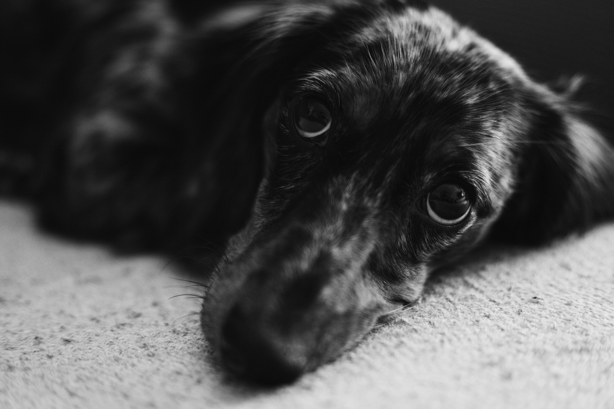 A black and white close-up of a dog with a speckled coat, lying down and looking up with soulful eyes