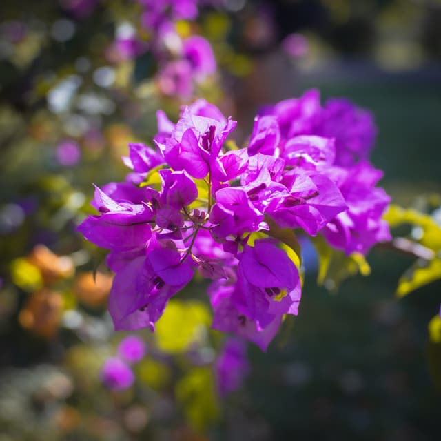 A cluster of vibrant purple flowers with green leaves, set against a softly blurred background
