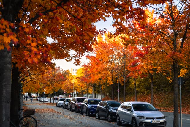 Line of parked cars under vibrant autumn trees
