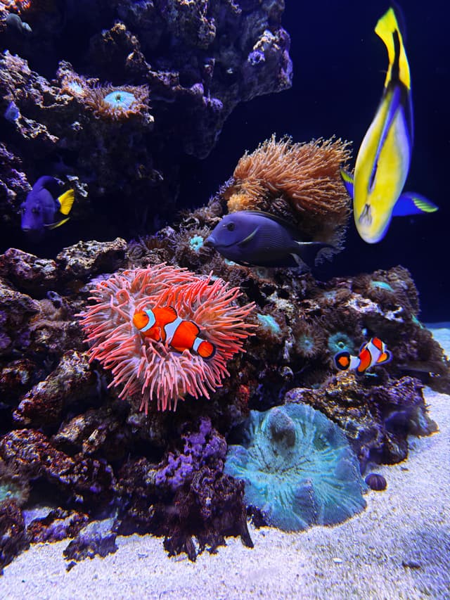 A vibrant underwater scene featuring colorful fish swimming around coral reefs and sea anemones