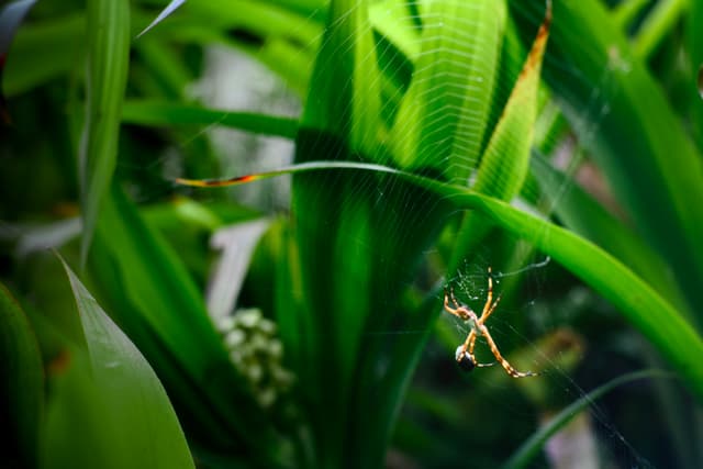 A praying mantis perched on a green leaf amidst lush foliage