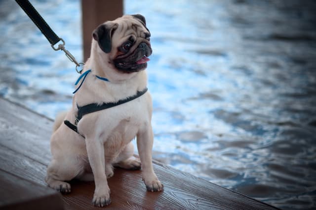 A pug on a leash sitting on a wooden surface near water, looking to the side
