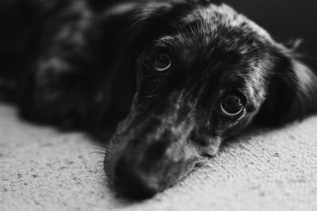 A black and white close-up of a dog with a speckled coat, lying down and looking up with soulful eyes